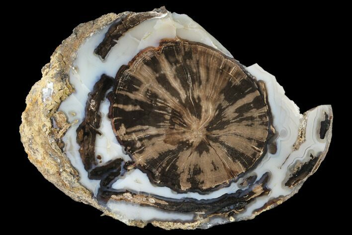 Petrified Wood (Schinoxylon) Slab - Blue Forest, Wyoming #141449